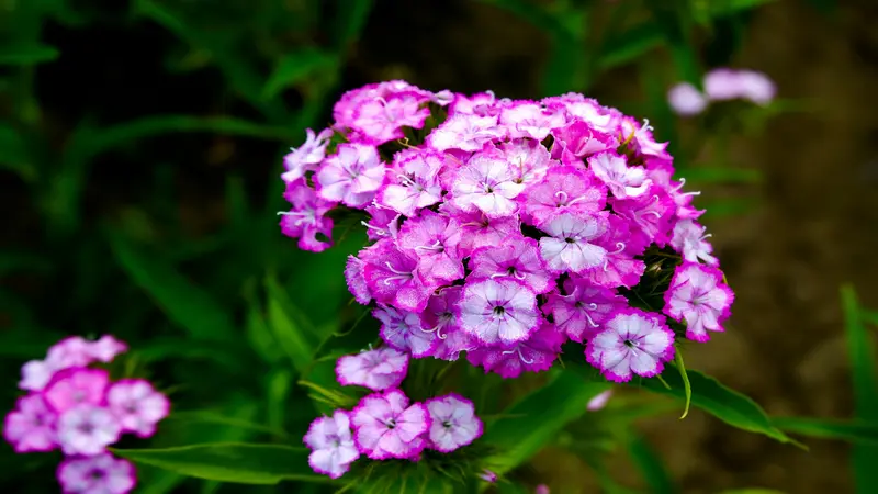 Dense cluster of purple and pink Sweet William Dianthus flower blooms with fringed petals against green foliage.