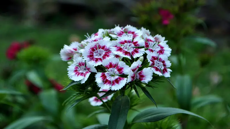 Rounded cluster of white and deep red bicolor Dianthus flower blooms with fringed petals.