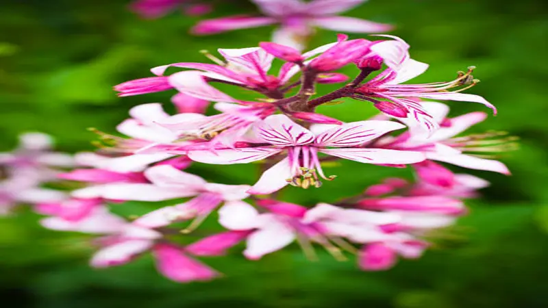 Close-up of bright pink and white Dittany of Crete flower blooms with bold dark veining and long prominent stamens against a green background.