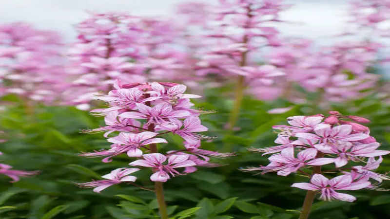 Multiple spikes of pale pink Dittany (Crete) flower blooms with streaked petals growing beautifully in a garden setting.