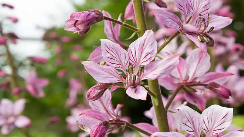 Close-up of pale pink Dittany of Crete flower blooms with dark veined petals blooming on a slender stem against green foliage.