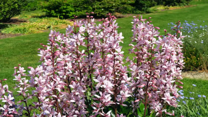 Multiple tall Dittany (Crete) flower spikes in full bloom growing in a formal garden with green lawns and shrubs.