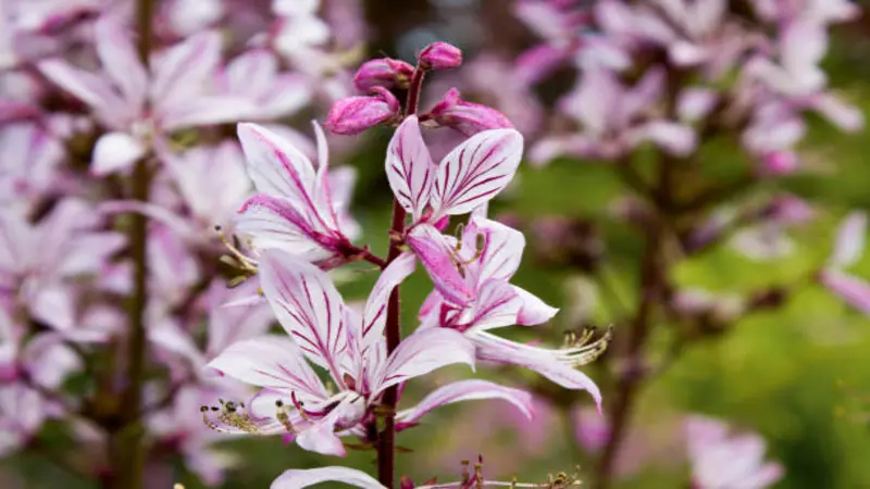 Close-up of a Dittany of Crete flower spike showing pink and white veined blooms with visible unopened buds.
