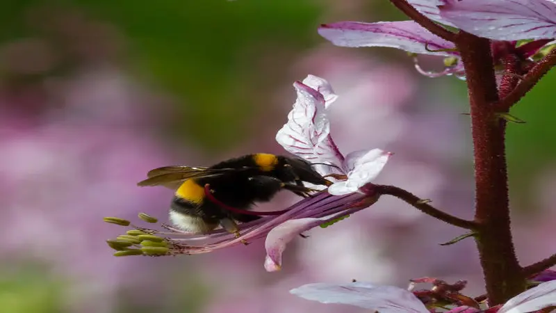 A bumblebee feeding on a pale pink Dittany (Crete) flower with detailed veined petals against a softly blurred background.