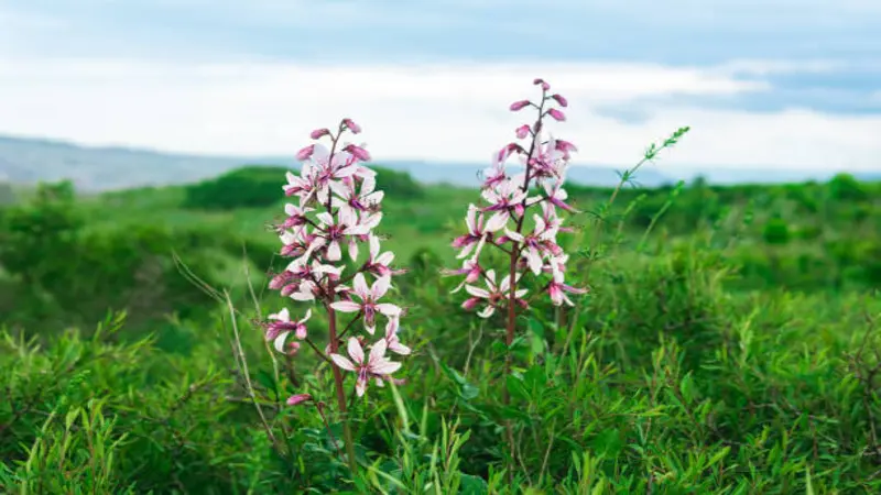 Two tall Dittany of Crete flower spikes with pink veined blooms growing in an open green landscape under a cloudy sky.