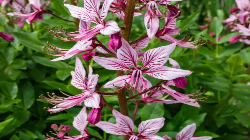 Close-up of pink and white Dittany (Crete) flower blooms with bold dark veining and long curved stamens surrounded by green foliage.