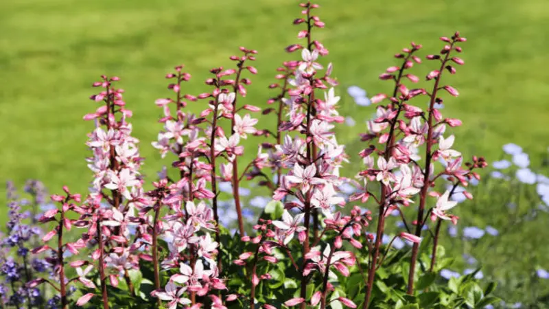 Multiple tall pink Dittany of Crete flower spikes blooming in a mixed garden border with colorful plants.