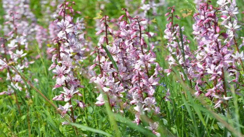 A field of pale pink Dittany (Crete) flower spikes growing naturally among green grass and meadow vegetation.
