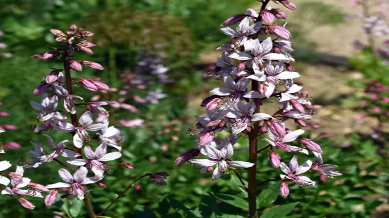 Two tall spikes of white and pink Dittany of Crete flower blooms with dark veining growing side by side in sunlight.