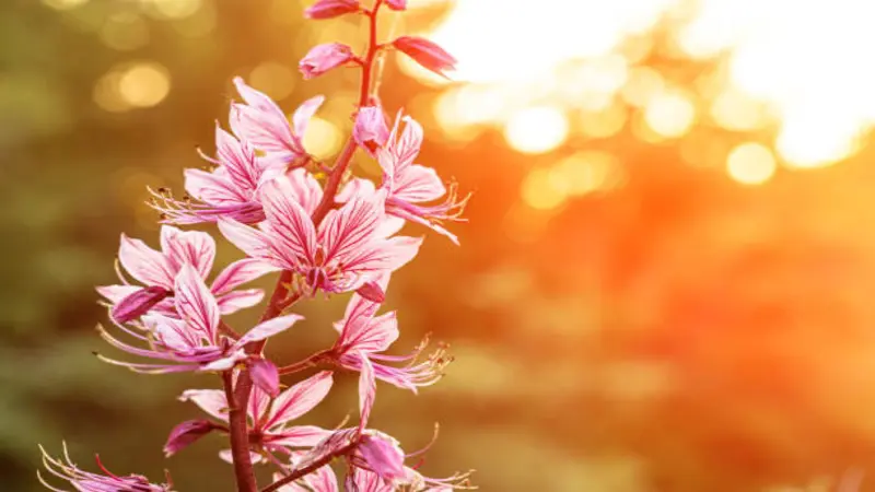 A single stem of pink Dittany (Crete) flower blooms glowing against a warm golden sunset bokeh background.