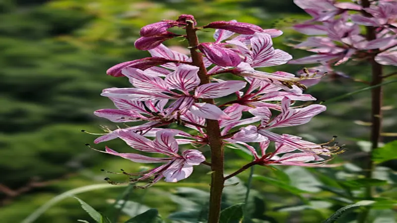 A tall vertical spike of pink Dittany (Crete) flower blooms with dark veined petals and prominent stamens.