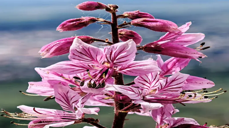 Dramatic close-up of vivid pink Dittany of Crete flower blooms with bold dark markings and long stamens against a mountain background.
