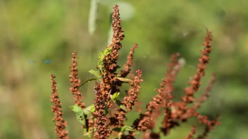 Multiple brown seeding dock flower spikes with green leaves growing in a natural meadow setting