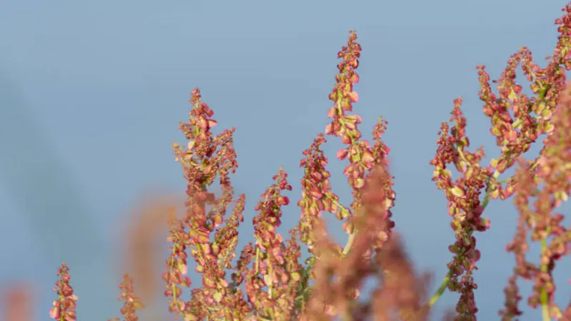 Tall reddish-brown dock flower and seed spikes rising against a clear pale blue sky