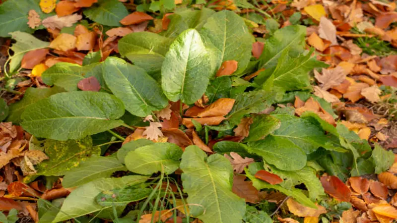 A low rosette of broad green dock leaves growing among fallen autumn brown and orange leaves