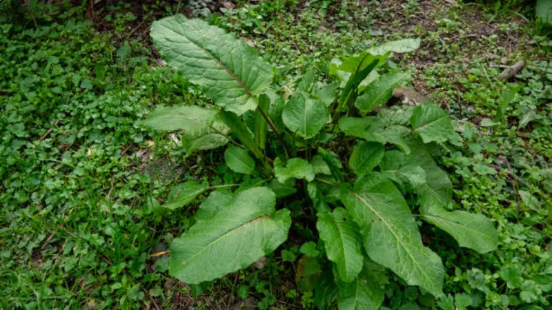 A large broad-leaved dock plant rosette with dark green leaves growing on a forest floor among ground cover
