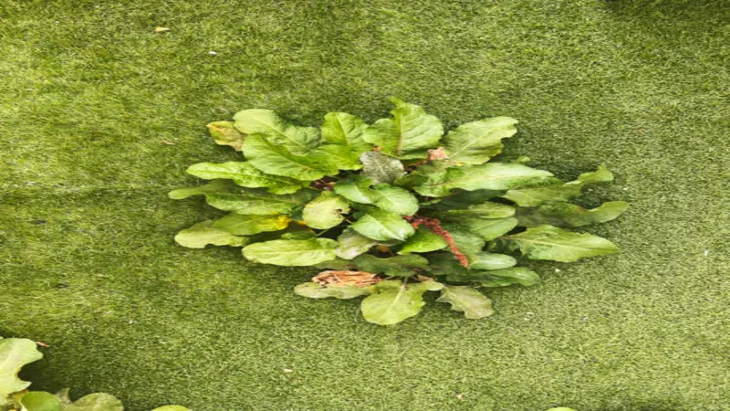 A top-down view of a young dock plant rosette with green leaves growing flat on a grass lawn