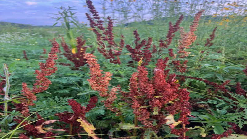 Tall deep red and burgundy dock flower spikes in full seed among green wild vegetation