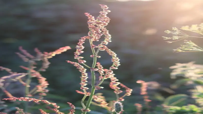 Delicate dock seed heads glowing in soft golden backlight against a blurred background