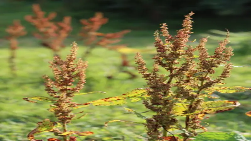 Tall brown dock seed spikes with yellowing autumn leaves in a green meadow setting