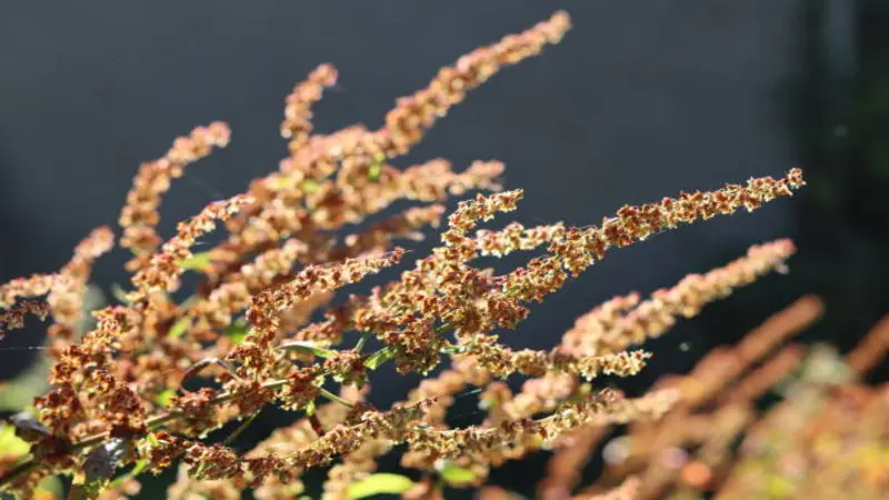 Reddish-brown dock seed spikes glowing warmly in bright sunlight against a dark background