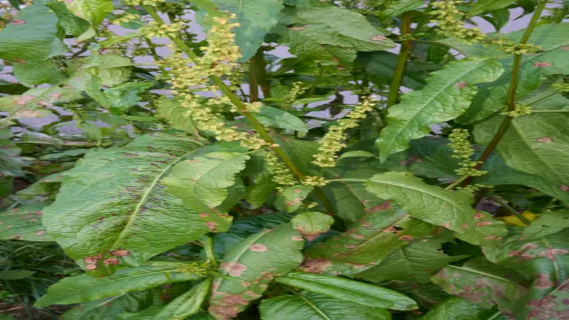 A dock plant with green flower spikes and large broad textured leaves growing near a wall