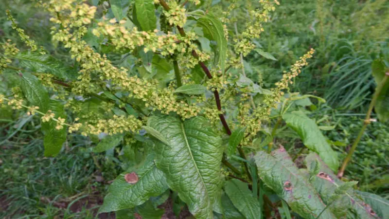 A dock plant in early flower with large green leaves, red-tinged stems, and green flower spikes
