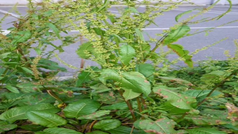 A tall dock plant with green flower spikes and broad leaves growing on a roadside pavement edge