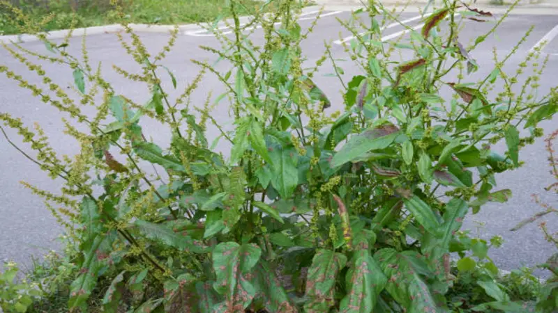 A bushy dock plant with multiple green flower spikes and large leaves growing beside a pavement