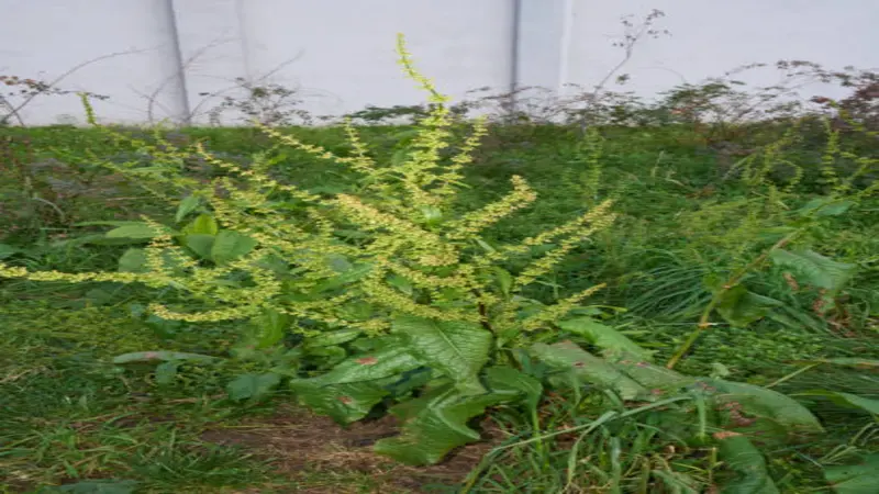 A large dock plant with multiple yellow-green flower spikes in full bloom growing in a wild hedgerow