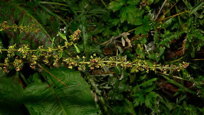 A close-up of a single horizontal dock flower spike with small green flowers among dark forest floor vegetation