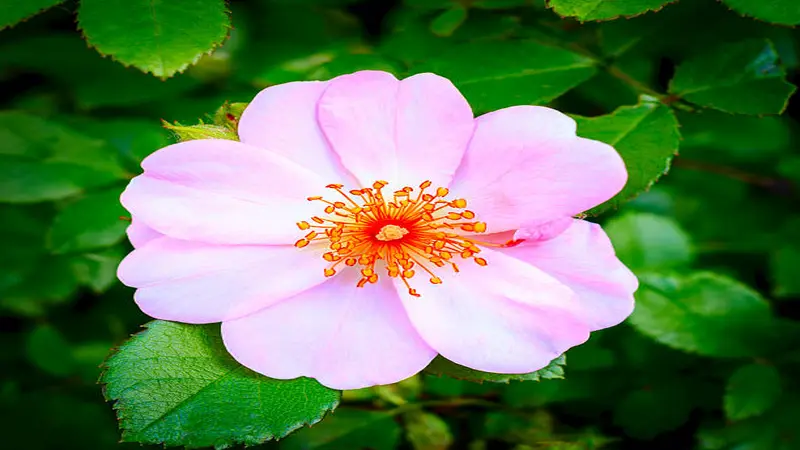 Single pale pink Dog Rose flower with a vivid orange-red center and yellow stamens.
