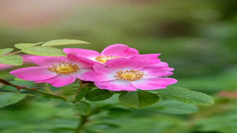 Two vivid pink Dog Rose flowers with yellow centers blooming among green leaves.