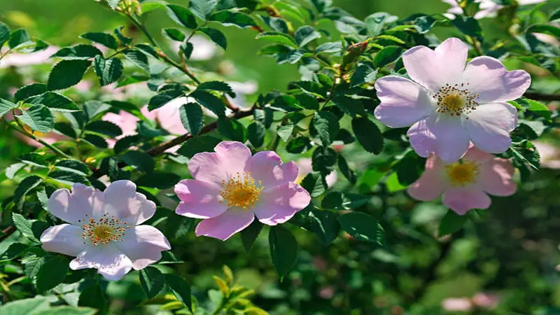 Three pale pink Dog Rose flowers with yellow centers growing beautifully on a branch.