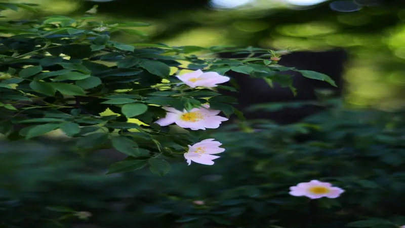 Pale pink Dog Rose flowers backlit by sunlight with green leaves surrounding the blooms.