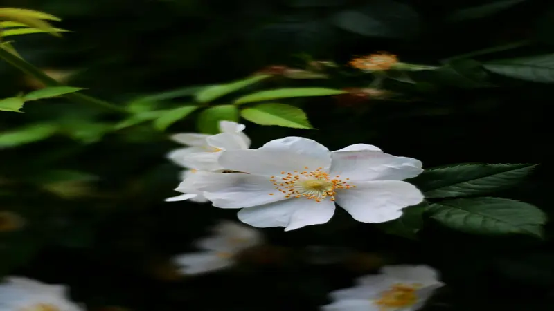 White Dog Rose flower with a yellow-orange center against a dark green background.