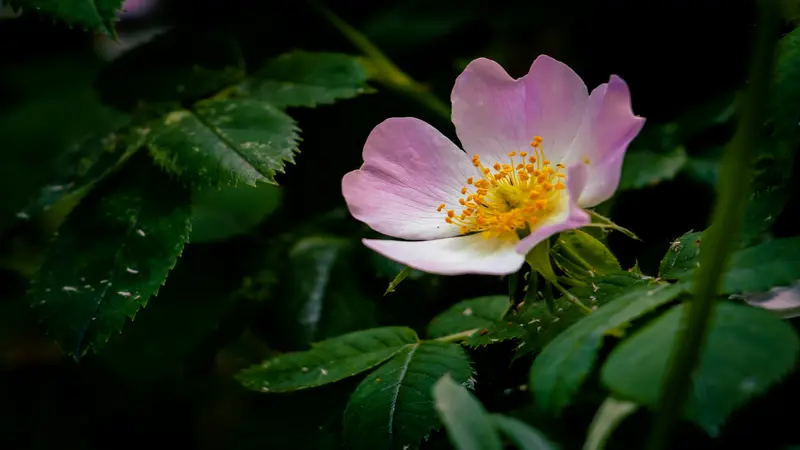 Pale pink and white Dog Rose flower with a yellow center set against dark green foliage.