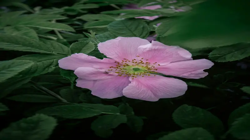 Pink Dog Rose flower with a green-yellow center surrounded by lush green leaves.