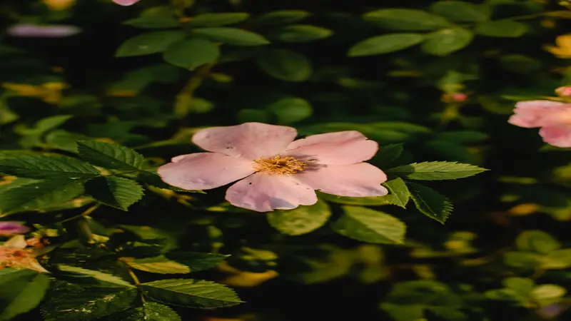 Pale pink Dog Rose flower with a yellow center blooming among green leaves.