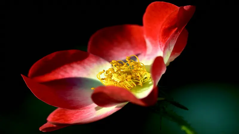 Red Dog Rose flower with a golden center isolated against a dark black background.