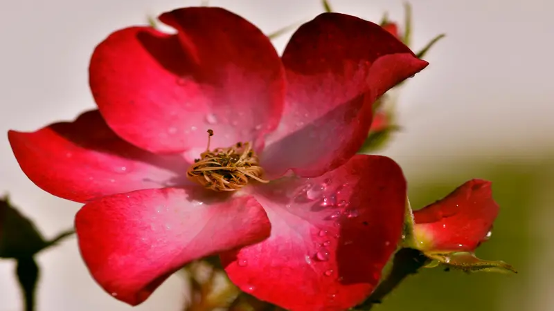 Red Dog Rose flower with a golden center and visible water droplets on delicate petals.
