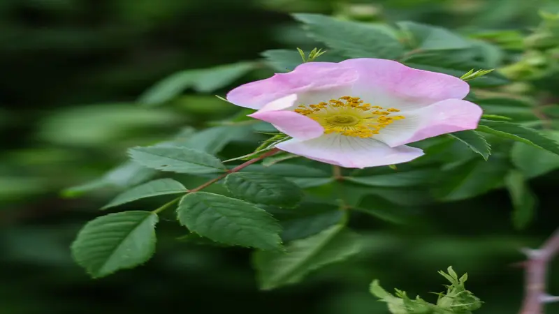 Pink and white Dog Rose flower with deep pink petal edges and yellow center.