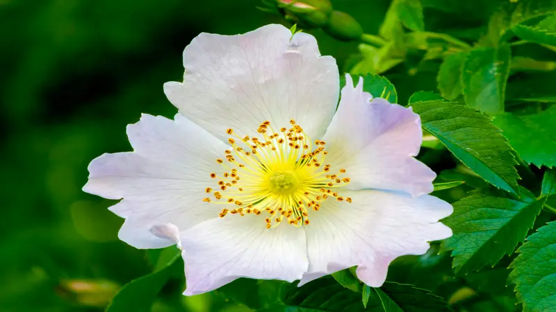 White Dog Rose flower with a vivid golden-yellow center among green leaves.