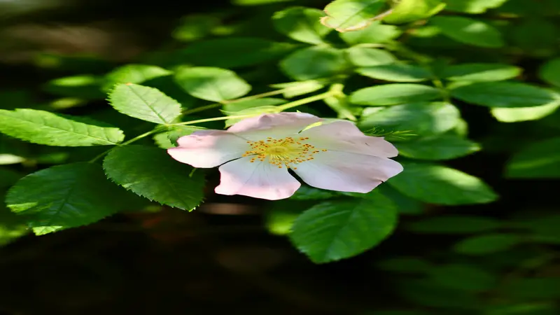 Pale pink and white Dog Rose flower with a yellow center on a leafy green backdrop.