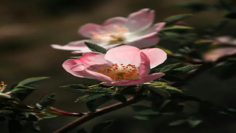 Pink Dog Rose flower with orange stamens glowing in warm golden sunlight.