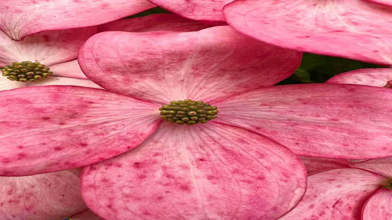 Macro shot of a pink Dogwood flower with a green granular center and veined petals.