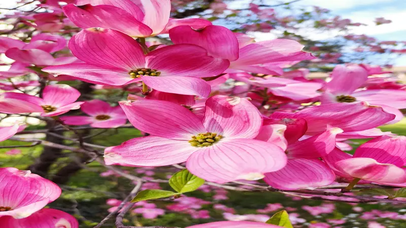 Bright pink Dogwood flowers with yellow centers clustered on a branch.