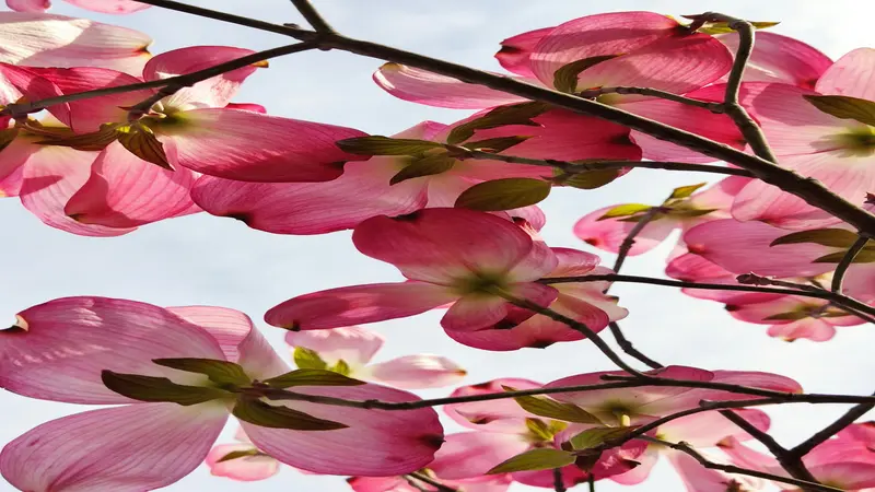 Pink Dogwood flowers hanging from a branch and backlit against a pale sky.