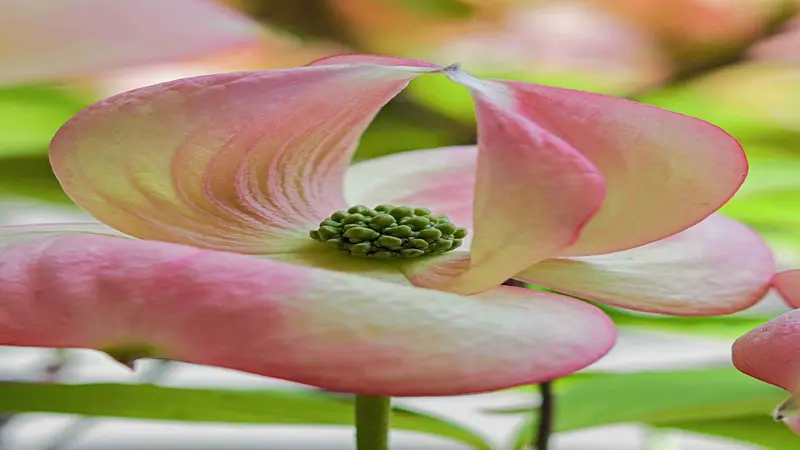 Close-up of a pink-white Dogwood flower with green button-like stamens at the center.