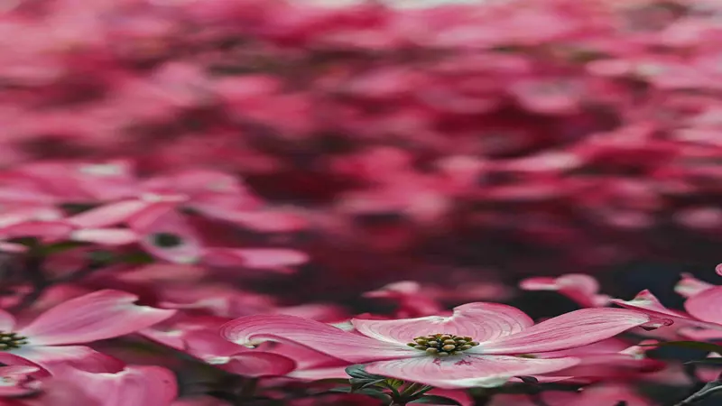 Blurred artistic view of pink Dogwood flowers creating a soft bokeh effect.